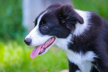 Border Collie puppy
