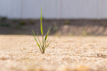 Single sprouting green shoot of grass from dry ground
