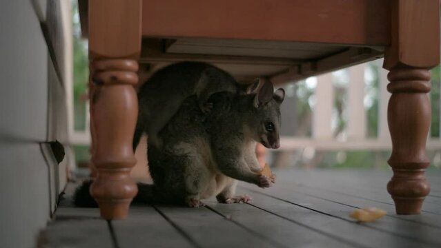 
Mother and baby, Australian Common Brushtail Possum, feeding on mango
