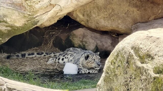 Snow leopard lay down in rocky shade on heat of a hot summer&rsquo;s day in a wildlife. 