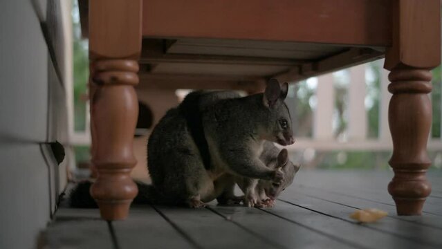 Mother and baby, Australian Common Brushtail Possum, feeding on mango