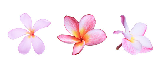 Plumeria or Frangipani or Temple tree flower. Collection of yellow-pink plumeria flowers bouquet isolated on white background.	