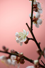 梅の花