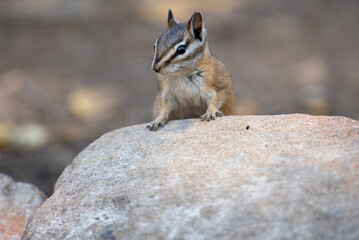 Curious chipmunk on a rock