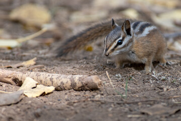 Chipmunk on the ground