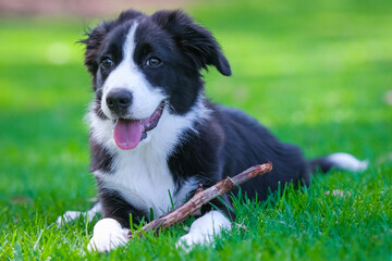 Border Collie puppy