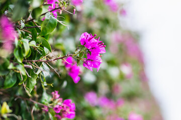 Purple blooming Bougainvillea tree flowers. Typical Mediterranian outdoor street exterior in summer