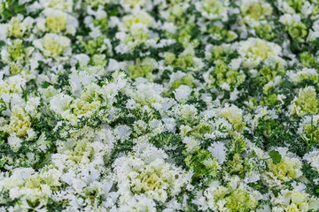 Close-up of flowers like cauliflower in a flower bed