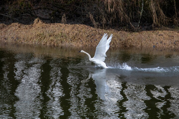 A trumpeter swan taking off