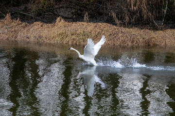 A trumpeter swan taking off