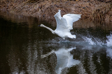 A trumpeter swan taking off