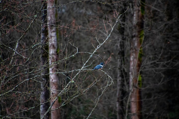 A kingfisher perched on a branch
