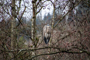 A great blue heron sitting on a branch