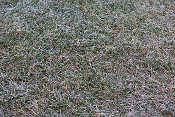 Frozen winter in the winter garden. Frost on the lawn.