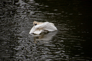 A trumpeter swan swimming in a rive