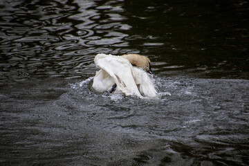 A trumpeter swan swimming in a rive