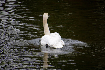 A trumpeter swan swimming in a rive