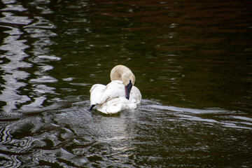A trumpeter swan swimming in a rive