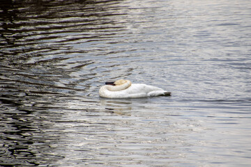 A trumpeter swan swimming in a rive