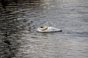 A trumpeter swan swimming in a rive