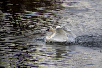 A trumpeter swan flapping its wings