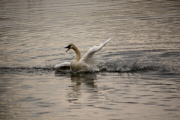 A trumpeter swan flapping its wings