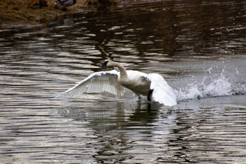 A trumpeter swan taking off