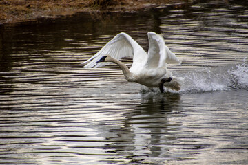 A trumpeter swan taking off