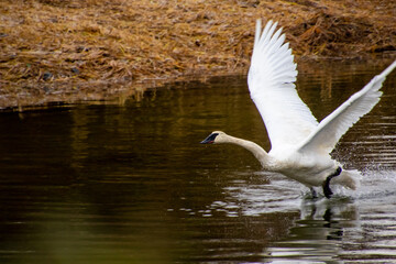 A trumpeter swan taking off