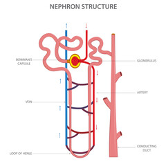 Structure of nephron showing key components like the glomerulus, tubules, and loops, essential for the kidney's filtration process and urine production.