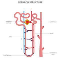 Structure of  Nephron in kidney vector illustration in white background