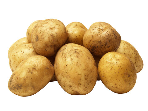 Potato isolated 
