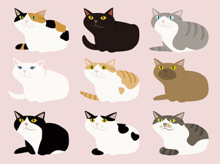 香箱を作る猫　手を隠して座る9匹の猫