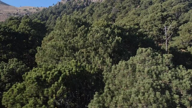 Drone footage of a forest in the national park malinche volcano in Mexico, between Puebla and Tlaxcala states, pine trees, blue sky nature outdoors landscape in spring