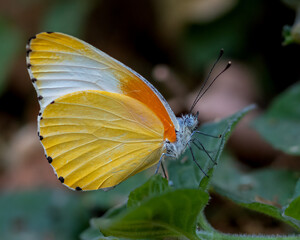 Common dotted border butterfly resting on a leaf