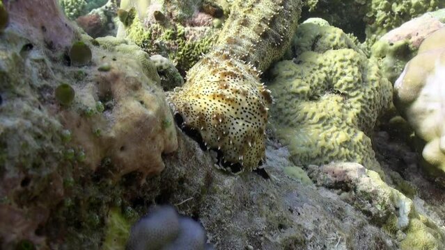 Holothuria on coral moves slowly underwater in Maldives. Holothuria, or sea cucumbers or sea capsules are class of invertebrates of genus echinoderms.