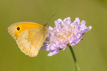 Obraz premium Kleines Wiesenvögelchen (Coenonympha pamphilus) auf Acker-Witwenblume (Knautia arvensis; Synonym: Scabiosa arvensis L.)