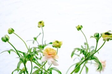 ラナンキュラスラックス