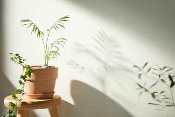 A fresh plant with the morning sun shining through, my happy home