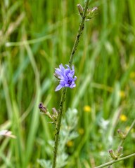 flower on green background
