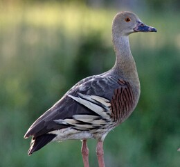 Plumed Whistling-Duck (Dendrocygna eytoni)
