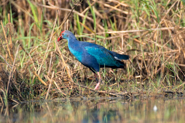 Grey headed swamp hen bird  in its habitat. Close up, selective focus.
