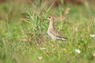 Close up of Pacific Golden plover bird in the grass with use of selective focus