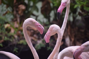 pink flamingo on the park