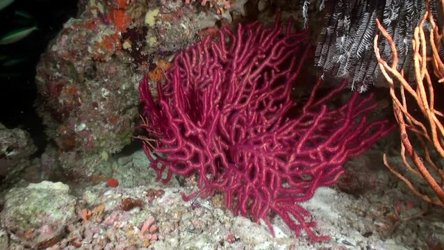 Red and fish coral underwater background dark blue water in Maldives nice picture. Because of their unique qualities, corals have been studied for thousands of years.