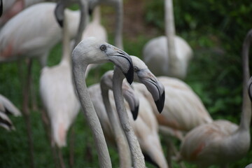 flamingo in the zoo