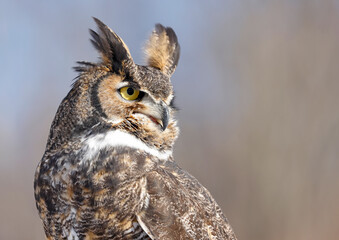 Great-horned Owl profile portrait, Quebec, Canada © vlad_g