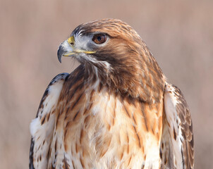 Red-tailed Hawk portrait, Quebec, Canada