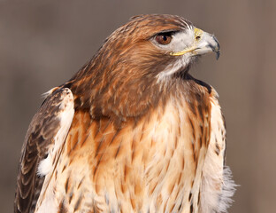 Red-tailed Hawk portrait, Quebec, Canada