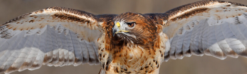 Red-tailed Hawk with open wings close-up, Quebec, Canada